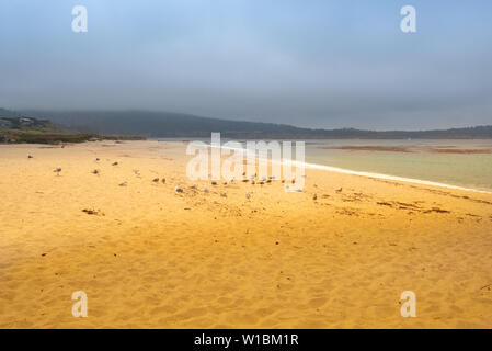 Viele Möwen, Enten der Vögel auf dem See mit gelben trübes Wasser am Strand am Strand. Stockfoto