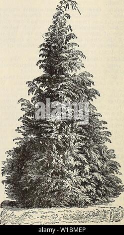 Archiv Bild von Seite 43 der beschreibenden und illustrierte Katalog und. Beschreibende und illustrierte Katalog und Handbuch/Royal Palm Baumschulen. descriptiveillus 1893 roya Jahr: 1892 Cedrus deodara. Torulosa CASTJARINA. New South Wales und Queensland. Höhe, 70 Fuß; eine wertvolle spe-Cies. Eine sehr robuste Art, die ähnelt C. termissima. 35 Cent, 13,50 pro Dutzend. (Vom offenen Boden.) CEDBUS Atlantica. Atlantic Cedar, der Azoren. Ein robustes, seltene nadelbaum, leicht re-sembling, C. Dcodora. Neu eingeführt, jeder Gl. C, Deodara. Die DEODAR oder große Zeder des Himalaya. Stockfoto