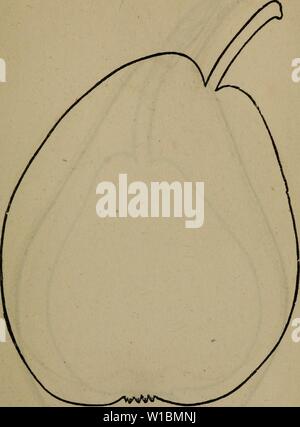 Archiv Bild ab Seite 430 ein Wörterbuch der modernen Gartenbau. Ein Wörterbuch der modernen Gartenarbeit. dictionaryofmode 01 John Jahr: 1847 PEA435 ERBSE Bild. 113.- (S. 434.) die Hälfte lang, Kelch groß und offen, Waschbecken sehr leicht gefurcht. Die Qualität der Früchte, obwohl nicht 'erstklassig' ist wie mit ihrer Verfassung und produktive Gewohnheit muss diese Vielfalt extensiven Anbau versichern. Beurre De Ranz, von Thompson. Beukre Rance, der lindley. (Abb. 116.) Dies ist eine flämische Birne, und erhält seinen Namen von Ranz aus dem Viertel, in dem es entstand. Es ist eine der längsten Keepers, nicht in Perfe Stockfoto