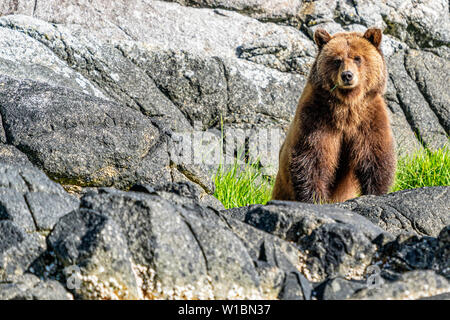 Niedlicher Grizzly Bär, der Gras an der Küste des Knight Inlet, Knight Inlet, First Nations Territory, Great Bear Rainforest, British Columbia isst Stockfoto