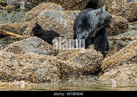 Black Bear Mamma in Schmutz bedeckt und ihr diese Jahre cub entlang der niedrigen tideline auf einem Broughton Archipel shoreline Schlemmen, First Nations Territorium, Stockfoto