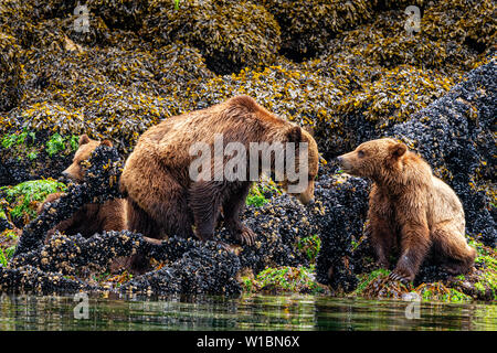 Grizzly Mama mit zwei letzten Jahre cub entlang der niedrigen tideline im Knight Inlet entlang der Great Bear Rainforest Küste in British Columbia, Fi schlemmen Stockfoto