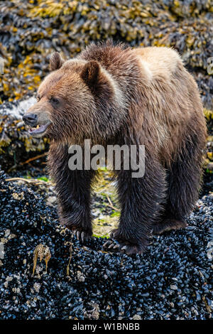 Grizzly Bär Nahrungssuche entlang der Ebbe Linie auf Miesmuscheln, Knight Inlet, erste Nationen Territorium, Great Bear Rainforest, British Columbia, Kanada. Stockfoto