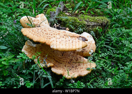 Halterung Pilz im Wald bei Cadsden, Buckinghamshire, Großbritannien Stockfoto