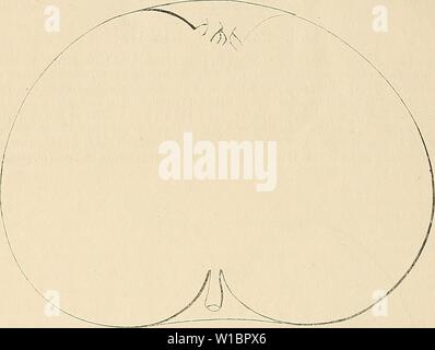 Archiv Bild von Seite 443 Wörterbuch de pomologie Contenant. Wörterbuch de pomologie: Contenant l'histoire, la Description, la Abbildung des Früchte Früchte anciens et des modernes les plus gÃnÃralement connus et cultivÃs. dictionnairedepo 003 lero Jahr: 1867 436 LIV moindre Vent y perd, Avant leur maturitÃ, une Partie de ses Ãnormes Früchte. Les formes naines, sur doucin ou Paradis, Lui sind plus favorables, tant pour la fertilitÃ que pour l'accroissement le volume de ses produits, dont La grosseur fait exceptionnelle surtout Le principal mÃrite. Pomme de Livre. Â DeuxiÃ¨me Art. ÃSeg Stockfoto