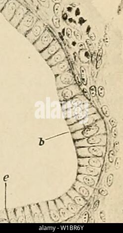 Archiv Bild ab Seite 448 in der Entwicklung der menschlichen. Die Entwicklung des menschlichen Körpers: Ein Handbuch der menschlichen Embryologie. developmentofhum 00 mcmu Jahr: 1914&lt;&WB, l&iSpfc Abb. 259.-Abschnitt des Cochlea Leitung eines Kaninchen embryo von 55 mm. a, Mesenchym; b bis e, Epithel der Cochlea Kanals; M. t, Membrana tectoria; V. s. p, Vene; 1. bis 7., spiralförmigen Cortischen Organ.- (BAGINSKY.) eine recht komplizierte Struktur, deren Entwicklung in der Hase verfolgt worden ist. Entlang der gesamten Länge der Cochlea Kanal die Zellen ruht auf, dass die Hälfte der Basilarmembran, die am nächsten ist Stockfoto