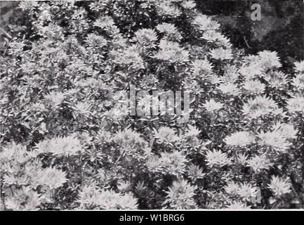 Archiv Bild von Seite 45 der beschreibenden Preisliste (1935). Beschreibende Preisliste. descriptiveprice 00 cmho 1 Jahr: 1935 Rudbeckia-goldenen Glanz. SAPONARIA ocymoides. In die Knie, Steingarten und Grenze. Große Mengen von Rosy rosa Blüten. Jeder, 25 c; 10, 2.00; $ 100, $ 15.00. SEDUM acre. Verbreitung; Blumen helle yel-low, Laub Grün. Jeder, 20 c; 10, 1.50 $ 100, $ 13,00. S. Forsterianum. Abgeflachter Kopf leuchtend gelben Blüten. Jeder, 25 c; 10, 2.00; $ 100, $ 15.00. S. glaucum. Ausgezeichnete zwergartige Sorte mit Blu-ish Laub. Jeder, 25 c; 10, 2.00; $ 100, $ 15.00. S. kamtschaticum. Orange-gelben Flo Stockfoto