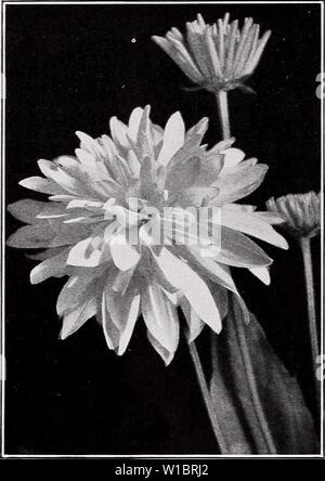 Archiv Bild von Seite 45 der beschreibenden Preisliste (1935). Beschreibende Preisliste. descriptiveprice 00 cmho 1 Jahr: 1935 C. M. HOBBS 8 C SONS, INC., Bridgeport, Indiana Rudbeckia-goldenen Glanz. SAPONARIA ocymoides. In die Knie, Steingarten und Grenze. Große Mengen von Rosy rosa Blüten. Jeder, 25 c; 10, 2.00; $ 100, $ 15.00. SEDUM acre. Verbreitung; Blumen helle yel-low, Laub Grün. Jeder, 20 c; 10, 1.50 $ 100, $ 13,00. S. Forsterianum. Abgeflachter Kopf leuchtend gelben Blüten. Jeder, 25 c; 10, 2.00; $ 100, $ 15.00. S. glaucum. Ausgezeichnete zwergartige Sorte mit Blu-ish Laub. Jeder, 25 c; 10, $ 2,00 Stockfoto