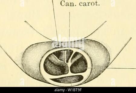 Archiv Bild ab Seite 455 von Die Anatomie des Frosches ; Stockfoto