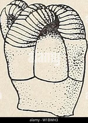 Archiv Bild von Seite 462 des Devonischen crinoiden der. Die Devonischen Crinoiden des Staates New York. devoniancrinoids 00 Gold Jahr: 1923 Stockfoto