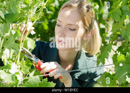 Schönen lächelnden jungen Frau schneiden Weintrauben an einem Weinberg Stockfoto