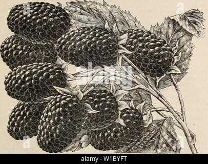 Archiv Bild von Seite 48 der beschreibenden Katalog von Obstbäumen. Beschreibender Katalog der Obstbäume kleine Früchte, etc. descriptivecatal 1895 cali Jahr: 1895 NILES, ALAMEDA CO., CAL. 43 La Versaillaise - sehr groß, rot; die Trauben lange, von großer Schönheit und ausgezeichneten Qualität; sollte in jeder Sammlung sein. Lee's Prolific - Eine englische Johannisbeere, von großem Wert, wo Schwarze Johannisbeeren gelingen; die Frucht ist groß und von höchster Qualität; die Regierung Bush eine kräftige Anbauer und sehr produktiv. Ogden's Black - Schwarz Neapel ähnelt, aber die Anlage ist stärker und vig-orous Züchter, und weit mehr Prod Stockfoto
