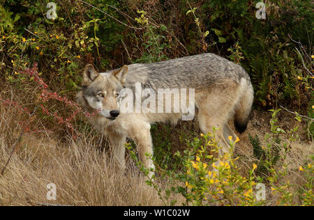 Männlich, grau (grau) wolf Stockfoto