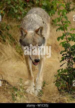 Männlich, grau (grau) wolf Stockfoto