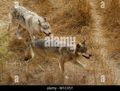Männliche und weibliche grauer Wölfe. Stockfoto