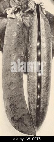 Archiv Bild von Seite 49 der beschreibenden Gemüse Liste (1946). Beschreibende Gemüse Liste. descriptiveveget 1946 ferr Jahr: 1946 46 Fähre - MORSE SEED CO. Erbsen - ERSTE FRÜHE UND FRÜHEN SORTEN (Fortsetzung) Telegraph Codewort • THOMAS LAXTON petom 57 Tage. Für den heimischen Garten als einer der ersten großen podded Erbse von hoher Qualität unübertroffen. . Reben 3 - 3 h. Groß, dunkel grün. Hülsen dunkelgrün; 3H Lang, breit, plump und stumpf. Samen groß; zerknittert, Creme und Grün; innen gelb. Wisconsin frühen Süß (Willst pesin Beständig) 56 Tage. Identisch mit Sur-Hebeln, außer dass es ist Widerstand wichtig für Fusarium Wil Stockfoto
