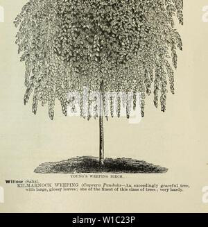 Archiv Bild von Seite 50 der beschreibenden Katalog von Obst. Beschreibender Katalog der Obst- und Zierbäumen, Sträuchern, Pflanzen usw., usw., usw.. descriptiveillus 1890 ahch Jahr: 1890 Der FnriT AXD ZIERBÄUME, Ac. 47 Linden, oder Lime Tree (TiUa). Weiß LEAVED WEINEN (Alba Pcndiila) - eine feine Baum mit großen Blättern und herabhängenden Zweigen. Mountain Ash (Pyrus). (WEEPIXG Aucuparia Pendula) - ein schöner Baum, mit Zerzausten, weinende Niederlassungen; macht einen schönen Baum für den Rasen, geeignet für die Dorne. Pappel (Populus). Große LEAVED WEEPIXG {Grnndidentata) - eine Vielzahl hav Stockfoto