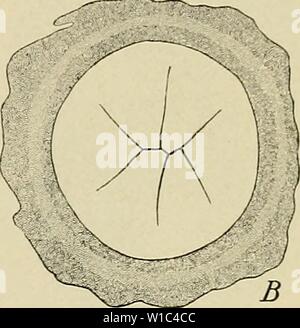 Archiv Bild von Seite 52 der Entwicklung des Menschen. Die Entwicklung des menschlichen Körpers: Ein Handbuch der menschlichen Embryologie. developmentofhum 00 mcmu Jahr: 1914 Stockfoto