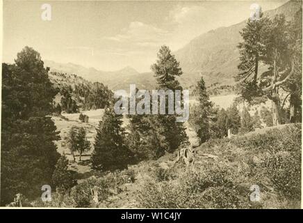 Archiv Bild ab Seite 522 von Die Arve in der Schweiz Stockfoto