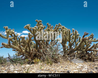 Cholla Cactus, Cylindropuntia sp., in der Wüste in der Nähe Goodsprings, Nevada, USA wachsenden Stockfoto