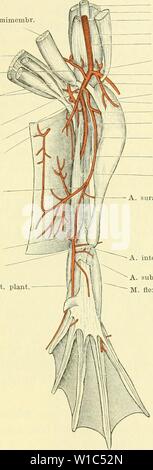 Archiv Bild ab Seite 528 von Die Anatomie des Frosches ; Stockfoto