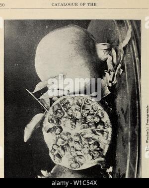 Archiv Bild von Seite 53 der beschreibenden Katalog Obst und. Beschreibender Katalog: Obst- und Waldbäume, Reben und Sträucher, Palmen und Auswahl Rosen. descriptivecatal 1904 fanc Jahr: 1904 Stockfoto