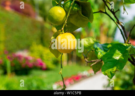 Close up Zitronen hängen von einem Baum in einem Zitronenhain. Stockfoto