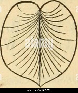 Archiv Bild ab Seite 537 der Deutsche Ausflüge - Mollusken - Fauna (1876). Deutsche Ausflüge - Mollusken - Fauna. deutscheexcursio 00 cles Jahr: 1876 Stockfoto