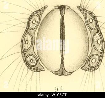 Archiv Bild von Seite 540 des Deutschlands Hydrachniden (1897). Deutschlands Hydrachniden. deutschlandshydr 00 pier Jahr: 1897 Zoologica XXII. Taf. Vi. Stockfoto