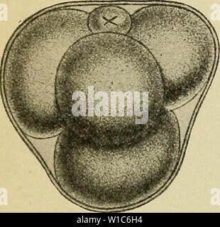 Archiv Bild von Seite 54 der Entwicklung des Menschen. Die Entwicklung des menschlichen Körpers: Ein Handbuch der menschlichen Embryologie. developmentofhum 00 mcmu Jahr: 1914 Stockfoto