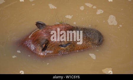 Capybara (Hydrochoerus hydrochaeris) ist großes Nagetier der Gattung Capybara ist das größte Nagetier der Welt. Stockfoto