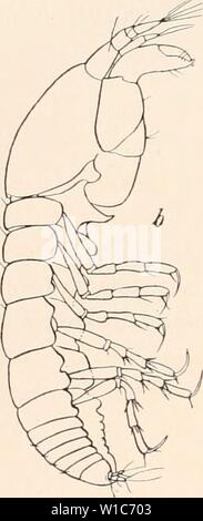 Archiv Bild ab Seite 547 der Deutschen Südpolar-Expedition, 1901-1903, im, Aufträge. Deutsche Südpolar-Expedition, 1901-1903, im, Aufträge des Reichsamtes des Innern. deutschesdpola 15 5Mose Jahr: 1914 482 Deutsche Siidpolar-Expedition. schiedene Längenverhältnisse zeigen (Abb. 18."), das letzte Glied hier im Verhältnis zum Vor-letzten länger ist, und weil meine Exemplare Pleopoden mit kurzen Borsten besitzen, Fügungen sie kleiner als die arktische Typ sind. Antennen (Abb. 18 b), Scheren (Abb. 18 c), und Kumpfsegmente Abdominalglieder lassen keine deutlichen Unterschiede zwischen den Arten Nummern-oper Stockfoto