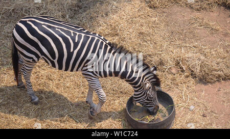 Zebra essen Gras in zoo Thailand Stockfoto