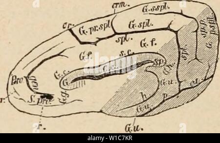 Archiv Bild ab Seite 555 von Wörterbuch de Physiologie (1898). Wörterbuch de Physiologie. dictionnairedeph 03 reiche Jahr: 1898 Th.pot-J Abb. 102. ÂContour de la faceexlerne ducerveau avec l'Angabe des scissures. D'Après-ski Et. lbnbkrger et Baum. Pro., scissure frontale supÃrieure; Spr., circonvo-lution subrostrale; her., scissure frontale; o // ", scissure olfaktorische; Rh., scissure rhinale; Rh. s., scissure rhinale postÃrieure; p?',, scissure prÃsyl - vienno; Pr.c, scissure prÃcruciforme; s. c, sillon postcruciforme; sy., scissure de Sylvius; SS VI., scissure suprsylvienno Moyenne; Ss. Stockfoto