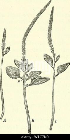 Archiv Bild ab Seite 554 von Die mutationstheorie Versuche und Beobachtungen. Mutationstheorie sterben. Versuche und Beobachtungen über die Entstehung von Arten im Pflanzenreich. diemutationstheo 21903 vrie Jahr: 1901 Abb. 96. Plantago major rosea, eine bracteomane Mittelrasse aus den Culturen der botanischen Gärten. Eine gedrungene,-B gestreckte Form der Aehre. In den Achseln der laubartigen Bracteen stehen sterben Blüthen. Abb. 97. Plantago major hracteata, eine wildwachsende bracteomane Halbrasse. Beide Deutschland (Abb. 96 u. 97) beruhen auf theilweiser Verlaubimg der Bracteen, namentlich im unteren. Stockfoto