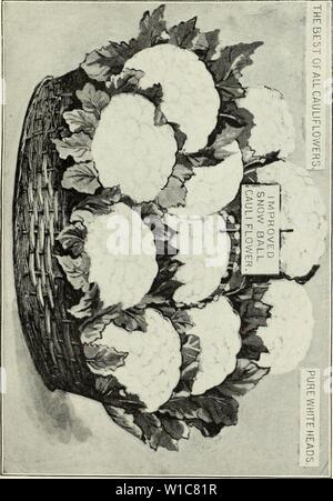 Archiv Bild von Seite 56 der beschreibenden Katalog von Neuen. Beschreibender Katalog Der neue und seltene Samen, Pflanzen, und den Lampen. descriptiveillus 1893 Einheit Jahr: 1893 Stockfoto