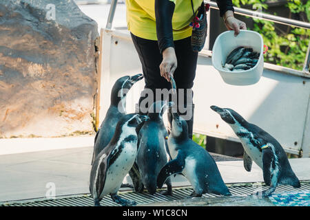 Hand Fütterung von Humboldt Pinguin mit Fisch in Zoo Stockfoto