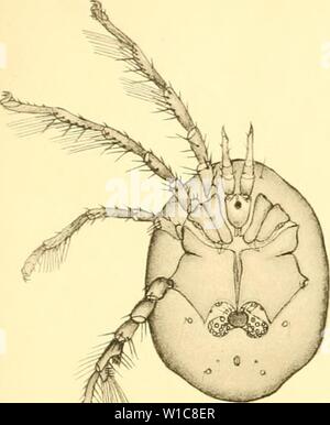 Archiv Bild ab Seite 560 von Deutschlands Hydrachniden (1897). Deutschlands Hydrachniden. deutschlandshydr 00 pier Jahr: 1897 Zoologica XXII. Taf. Xi. Stockfoto