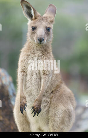 Kängurus Gras essen und Spielen in der Natur in Australien. Stockfoto