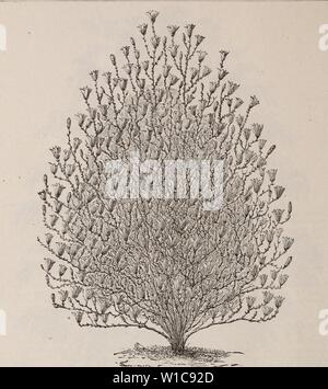 Archiv Bild von Seite 57 der beschreibenden und illustrierte Katalog. Beschreibende und illustrierte Katalog: Obst- und Zierbäumen, Sträuchern, Pflanzen, etc. descriptiveillus newc 1892 Jahr: 1892 40 beschreibende und illustrierte Katalog der Magnolia. Judas Tree (cercis). 'Red Bud. Amerikanische (Folkestone) - einen kleinen wachsenden Baum, mit zarten violetten Blüten bedeckt, bevor die Blätter erscheinen. Goldregen. COMMUNIS (Goldene Kette) - einen kleinen Baum von unregelmäßiger Form; Bären lange, hängende blütentrauben von gelben Blumen. Lärche (Larix). Europäische (Europwa) - Eine hervorragende, schnell wachsendes, pyramidal Baum; auch VALU-a Stockfoto