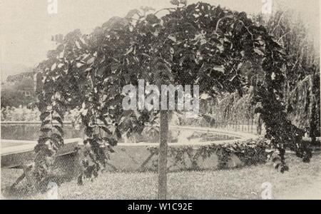 Archiv Bild von Seite 57 der beschreibenden Katalog der laubwechselnden Frucht. Beschreibender Katalog der Laub- und Obstbäumen, Zitrusbäumen, Olivenbäume und Weinreben: dekorative Bäume, Sträucher und Rosen. descriptivecatal fanc 1902 Jahr: 1902 54 Katalog Der CAMPKRDOWN ELM Eiche Quercus Robur, Englisch) - Die königliche Eiche von England; ein bekannter Baum des Spread-ing langsames Wachstum. Ein majestätisches und Grand Shade tree in Reife. Roter amerikanischer (rubra) - Eine amerikanische Arten der Größe und des raschen Wachstums, Laub violett-rot im Herbst. Scarlet {coccinea) - eine schnelle Wachsende pyramidenförmigen Baum; besonders remarkab Stockfoto