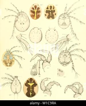 Archiv Bild ab Seite 576 von Deutschlands Hydrachniden (1897). Deutschlands Hydrachniden. deutschlandshydr 00 pier Jahr: 1897 Zoologica XXll. Taf. Xv. Piersig ad Nat.del. Verlag ron Erwin Nägele m Stuttgart Stockfoto