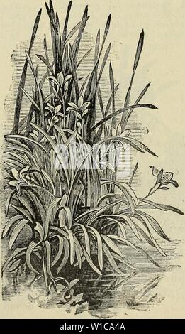 Archiv Bild von Seite 58 der beschreibenden und illustrierte Katalog der. Beschreibende und illustrierte Katalog der Royal Palm Baumschulen. descriptiveillus 1895 roya Jahr: 1895 Grevillea robusta. OREVILLEA Robusta. "Australian" Silk-Oak." Eine herrliche, ferny-leaved Baum, wachsende 120 Fuß in der Höhe. Evergreen und besonders angepasst als Schatten Baum für Florida. Tausende werden jährlich gepflanzt. Auch von Floristen in verzieren Apartments, usw. verwendet; eine herrliche Topf-Pflanze. Schöne, starke Topf Pflanzen angebaut, 10 Cent, 90 Cent pro Dutzend; größere bei 15 Cent, 1,50 $ pro Dutzend. HABROTHAMNUS Coc Stockfoto