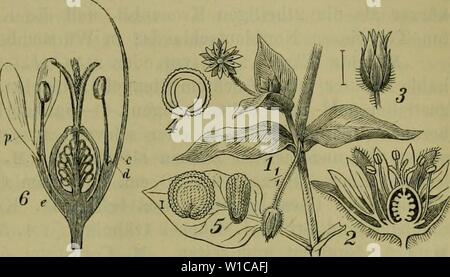 Archiv Bild ab Seite 580 der Deutschen Flora Pharmaceutisch-Medicinische Botanik Ein Stockfoto