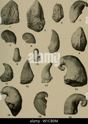 Archiv Bild von Seite 584 des Devonischen von Missouri (1922). Dem Devon von Missouri. devonianofmissou 00 Kleie Jahr: 1922 Missouri Büro für Geologie und Bergbau. Bd. XVII, 2. Serie, Platte 68. Stockfoto