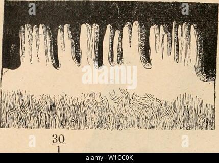 Archiv Bild ab Seite 591 von Wörterbuch de Physiologie (1907). Wörterbuch de Physiologie. dictionnairedeph 07 reiche Jahr: 1907 578 Gicht. antÃro - postÃrieurs placÃs Ãquidistants et à Ãgale Entfernung des Deux bords, et par deux autres Merkmale horizontaux, perpendiculaires aux Premiers, Ãquidistants, eux aussi, et aussi à Ãgale placÃs Abstand de la Pointe de la langue et du foramen carrÃs caicum; ces ainsi Abb. 12. Â Papilles filiformes d'une langue qui l'Åil nu, paraissait complÃ¨tement Lisse (Sappey, t. Il, S. 461). Stockfoto