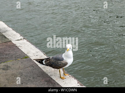 Weniger Schwarz gesichert Möwe auf dem Bristol Schwimmenden Hafen Wand im Juli 2019 Stockfoto