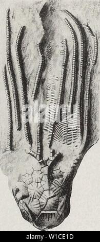 Archiv Bild von Seite 604 des Devonischen crinoiden der. Die Devonischen Crinoiden des Staates New York. devoniancrinoids 00 Gold Jahr: 1923 Stockfoto