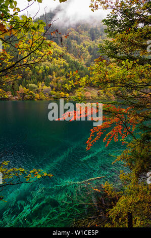 Zweige hängen über einem blauen Wassersee in Jiuzhaigou Nature Reserve, ein UNESCO-Weltkulturerbe. Sichuan, China. Stockfoto