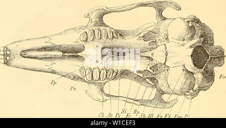 Archiv Bild von Seite 61 Sterben Anatomie des Kaninschens in Stockfoto